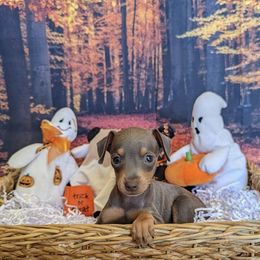 Miniature Pinschers from Jen's Min Pins & More