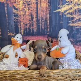 Miniature Pinschers from Jen's Min Pins & More