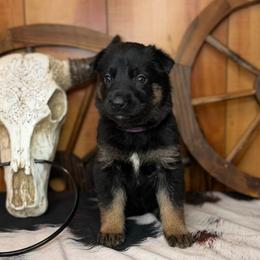 Rage - Bi-color female German Shepherd puppy in Beech Grove, Arkansas from Ze Zadnich lesu