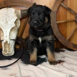 Rage - Bi-color female German Shepherd puppy in Beech Grove, Arkansas from Ze Zadnich lesu