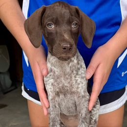 Ella - Liver roan female German Shorthaired Pointer puppy in Sareki, Georgia from Andre Family Farms & Kennels