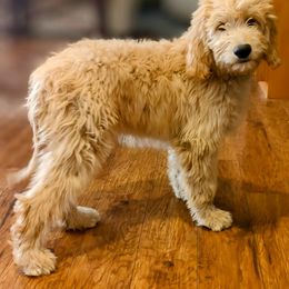 Goldendoodle Puppies from Dakota Sky's Goldens