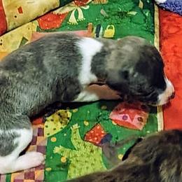 Este - Blue female Whippet puppy in Goldendale, Washington from Amulet Charm