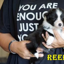 Pomsky, Shetland Sheepdog, and Toy Shetland Sheepdog Puppies from Mountain High Kennels