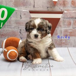 Rocky - Blue merle male Aussiedoodle puppy in Kennesaw, Georgia from Distinctive Doodle