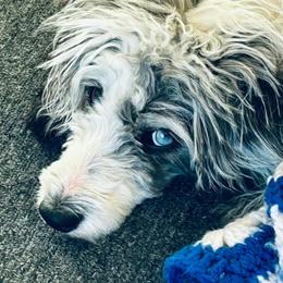 Aussiedoodle and Poodle All Grown Up from Pasta Puppies Doodles