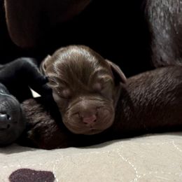 Dark Purple Collar - Chocolate female Labrador Retriever puppy in Somerset, California from Cantina Labs and Cavs