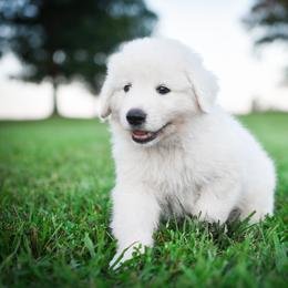 Border Collie, Bordoodle, and Maremma Sheepdog Puppies from 2J 2K Border Collies