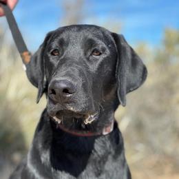 Kona - Labrador Retriever