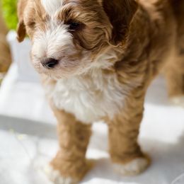 Lambeau - Bernedoodle