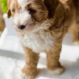Lambeau - Bernedoodle