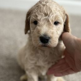 Boy 2 - Goldendoodle puppy in Burns, Tennessee from The Sunny Doodle