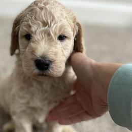 Boy 2 - Goldendoodle puppy in Burns, Tennessee from The Sunny Doodle