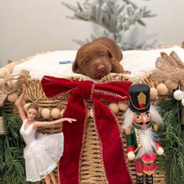 Fritz - Caramel red male Australian Labradoodle puppy in Palmdale, California from Pixie Doodle Paws