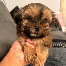 Female PERNCIOUS - Black and gold female Shorkie puppy in Albemarle, North Carolina from Wilson Kennel