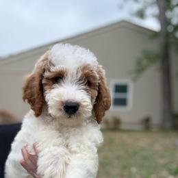 Kelly - Parti female Goldendoodle puppy in Jacksonville, Florida from Dandelion Doodles