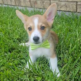 Sunny - White and red male Pembroke Welsh Corgi puppy in Tomball, Texas from Larsen Loved Corgis