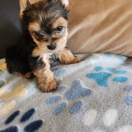 Yorkshire Terrier Puppies from Little Yorkie World Texas