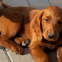 Poseidon - Red  male Goldendoodle puppy in Golden, Colorado from Golden Mesa Doodles
