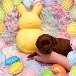 Shawn - Red  male Goldendoodle puppy in Kissimmee, Florida from Poodle Doodle Kennels