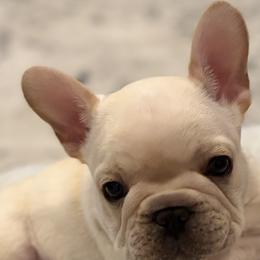 French Bulldogs from Lakeside Frenchies