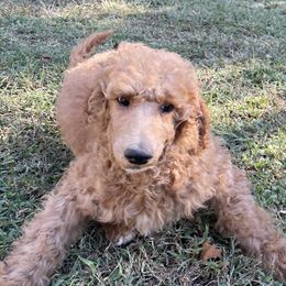 Waffles - Poodle puppy from Ransone’s Ridge Runners Poodles and Doodles