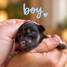 Max - Black and silver male Miniature Schnauzer puppy in Hull, Georgia from Ardent Miniature Schnauzers of Athens