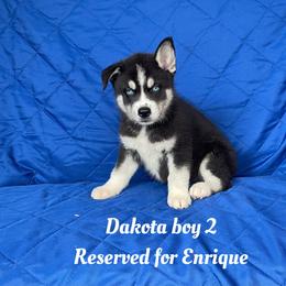 Dakota boy 2 - Black and white male Siberian Husky puppy in Ocala, Florida from Florida Husky Puppies