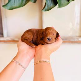 Waffles - Red  male Goldendoodle puppy in Elizabethtown, Kentucky from Reddy Poodles & Doodles