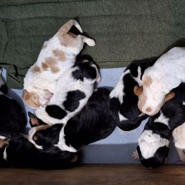 Benji - Black brown and white male Basset Hound puppy in Mack's Creek, Missouri from Mack's Creek Basset Hounds