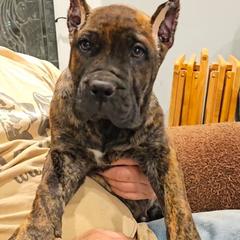 Red Collar - Tiger male Perro de Presa Canario puppy in Pocahontas, Illinois from Cabeza Grande Kennel
