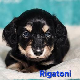 Rigatoni - Black and tan male Dachshund puppy in Mount Sherman, Kentucky from Kaleidoscope Dachshunds and Whippets