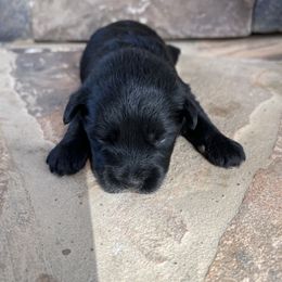 Miniature Schnauzer Puppies from Whistling Dixie Schnauzers