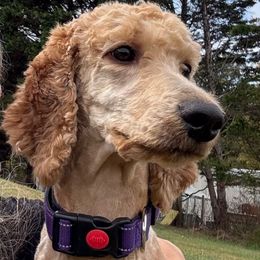 Sparrow (yellow collar) - Red  female Poodle puppy in Greensboro, North Carolina from Joyful Poodles