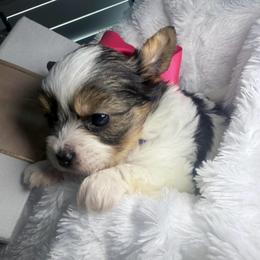 Ruby - Parti female Yorkshire Terrier puppy in Concord, California from Puppy Boutique