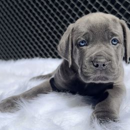 Pinkie pie - Gray brindle female Cane Corso puppy in Pollock Pines, California from Capitol City Cane Corso