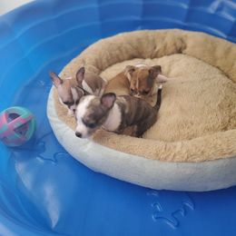 Chihuahua Puppies from Maldonado Pet Life Breeder LLC.