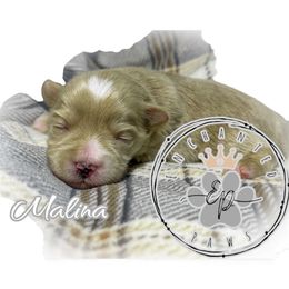 Malina - Wheaten female Miniature Schnauzer puppy in Dorr, Michigan from Enchanted Paws