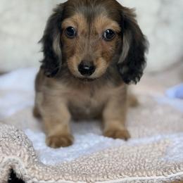 Duckie - Cream male Dachshund puppy in Duncanville, Alabama from Bear Creek Dachshunds