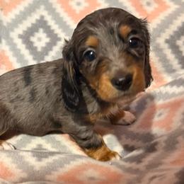 Ivy - Dapple female Dachshund puppy in Salem, Oregon from Longdox Mini Dachshunds