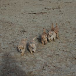 Golden Retriever Puppies from High Plains Goldens