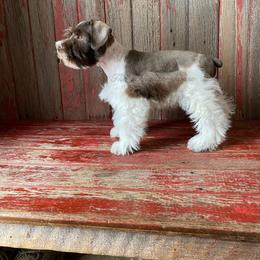 Timmy - Parti male Miniature Schnauzer puppy in Rochester, Indiana from The_Schnauzer_House