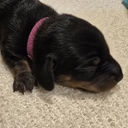 Girl 3 - female Dachshund puppy in Virginia City, Nevada from V.C. Weenies