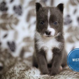 Pomsky Puppies from New Gaia Pomsky