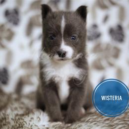 Pomsky Puppies from New Gaia Pomsky