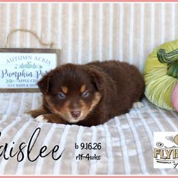 Haislee - Red tri female Miniature Australian Shepherd puppy in Madisonville, Texas from Flying LL Aussies