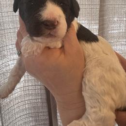 Robin - Parti male Poodle puppy in Prosperity, Pennsylvania from Stelladoodles & Company