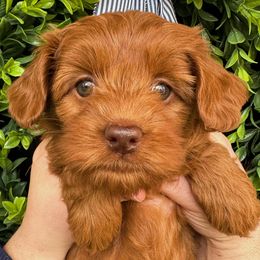 Australian Labradoodle Puppies from Potomac Australian Labradoodles