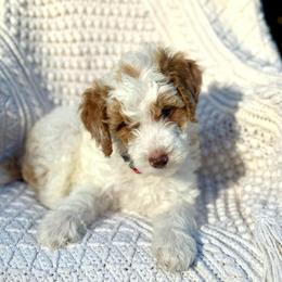 Grumpy - Parti male Goldendoodle puppy in Stockton, California from Port City Doodles