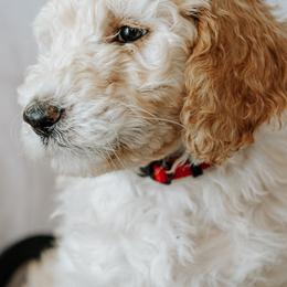 Mr. Red - Apricot male Goldendoodle puppy in Gotha, Florida from Perlune Farms